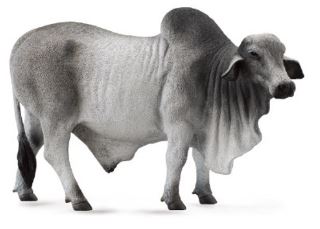COLLECTA - BRAHMAN BULL GREY (L) - Toyworld Frankston