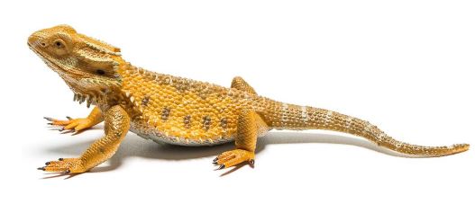 COLLECTA - BEARDED DRAGON LIZARD (L) - Toyworld Frankston