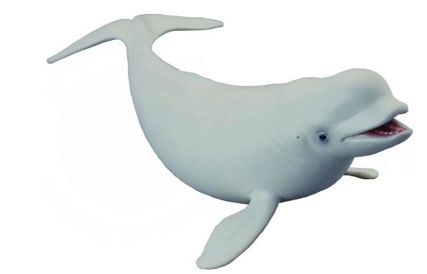 COLLECTA - BELUGA WHALE (L) - Toyworld Frankston
