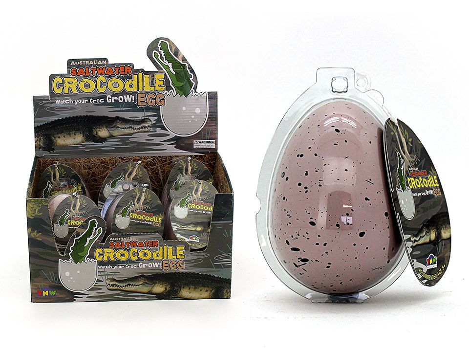 LARGE GROWING SALTWATER CROCODILE IN EGG