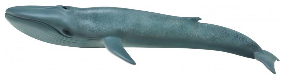 COLLECTA - BLUE WHALE - Toyworld Frankston