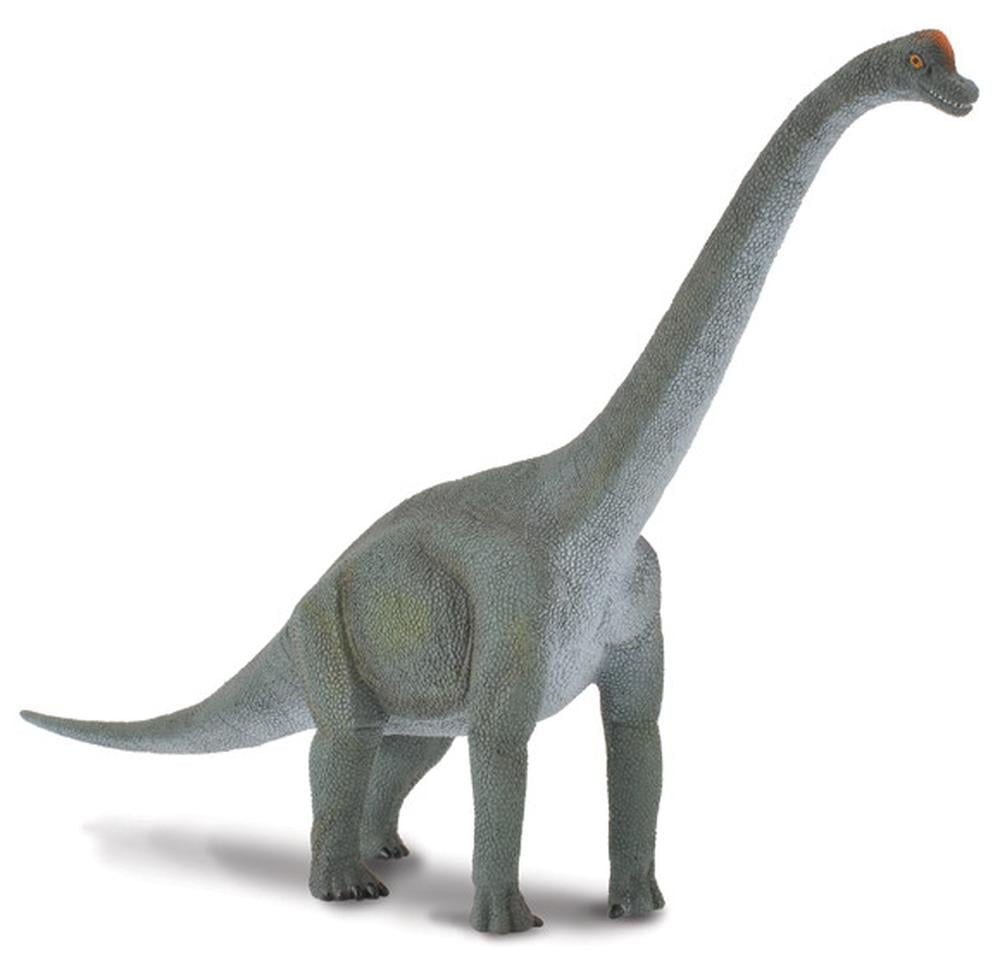 COLLECTA - BRACHIOSAURUS (L) - Toyworld Frankston