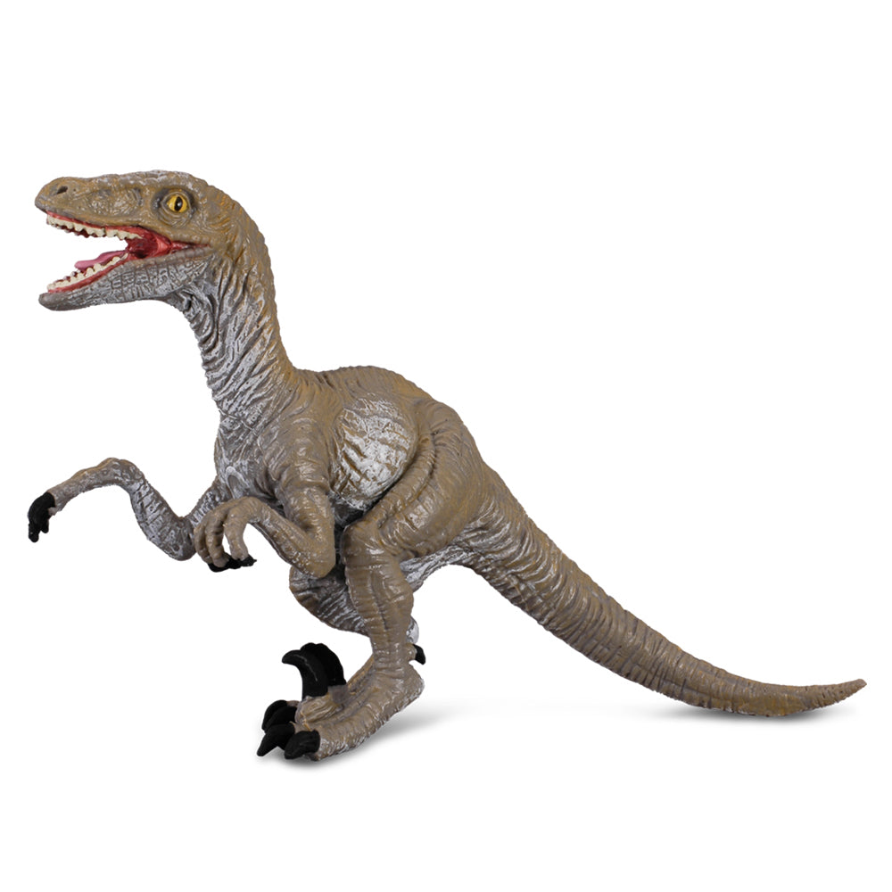 COLLECTA - VELOCIRAPTOR (M) - Toyworld Frankston