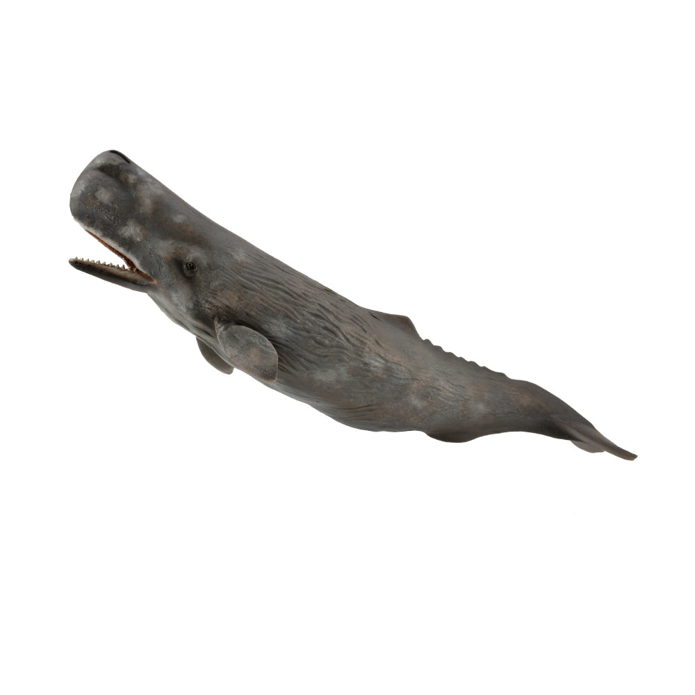 COLLECTA - SPERM WHALE - Toyworld Frankston