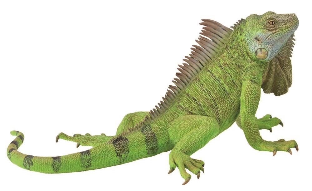COLLECTA - IGUANA GREEN - Toyworld Frankston