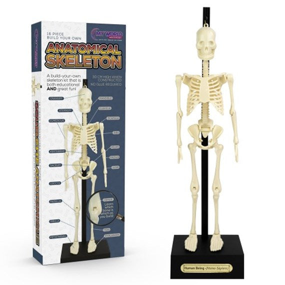FUNTIME - ANATOMICAL SKELETON - Toyworld Frankston