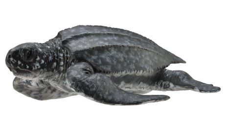 COLLECTA - LEATHERBACK SEA TURTLE (M) - Toyworld Frankston