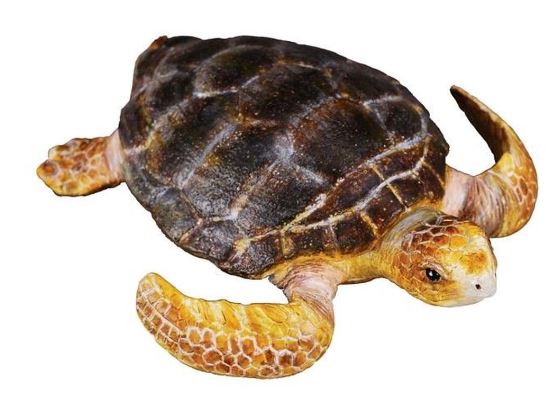 COLLECTA - LOGGERHEAD TURTLE (M) - Toyworld Frankston