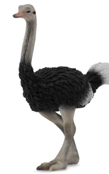 COLLECTA - OSTRICH (L) - Toyworld Frankston