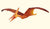 COLLECTA - PTERANODON (M) - Toyworld Frankston