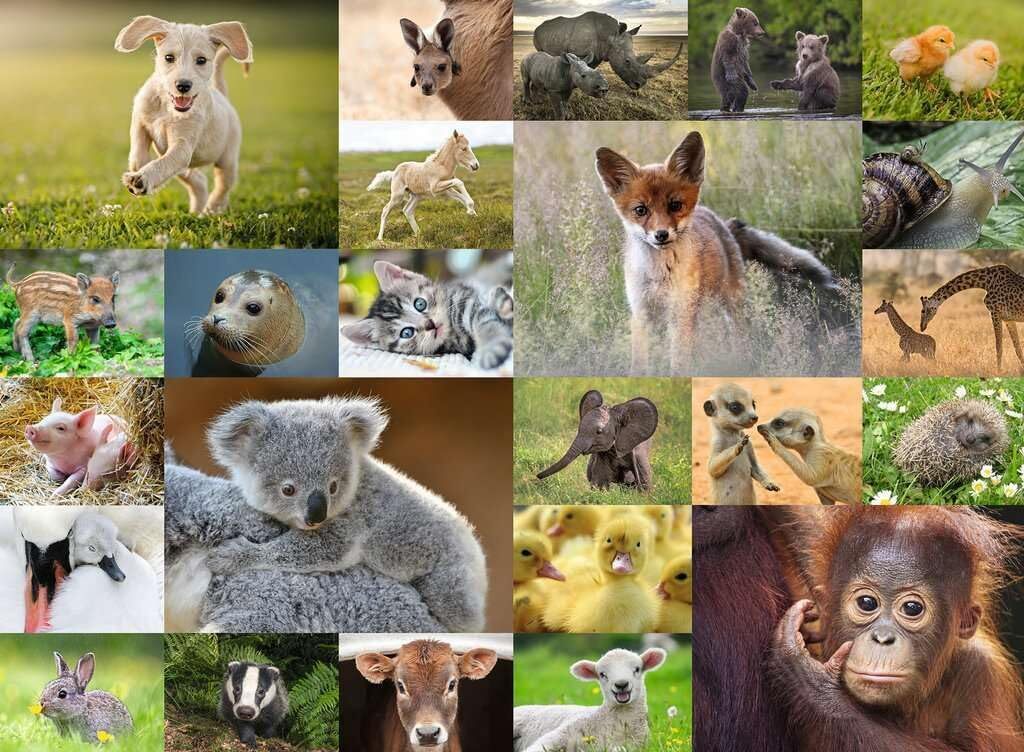 RAVENSBURGER PUZZLE - BABY ANIMALS 200 PIECE XXL