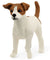 SCHLEICH - JACK RUSSELL TERRIER - Toyworld Frankston
