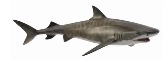 COLLECTA - TIGER SHARK (L) - Toyworld Frankston