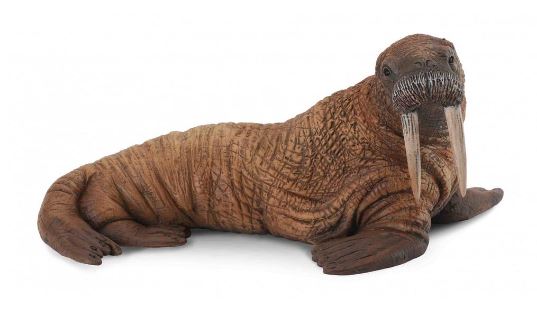 COLLECTA - WALRUS (L) - Toyworld Frankston