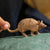 SCHLEICH - ARMADILLO - Toyworld Frankston