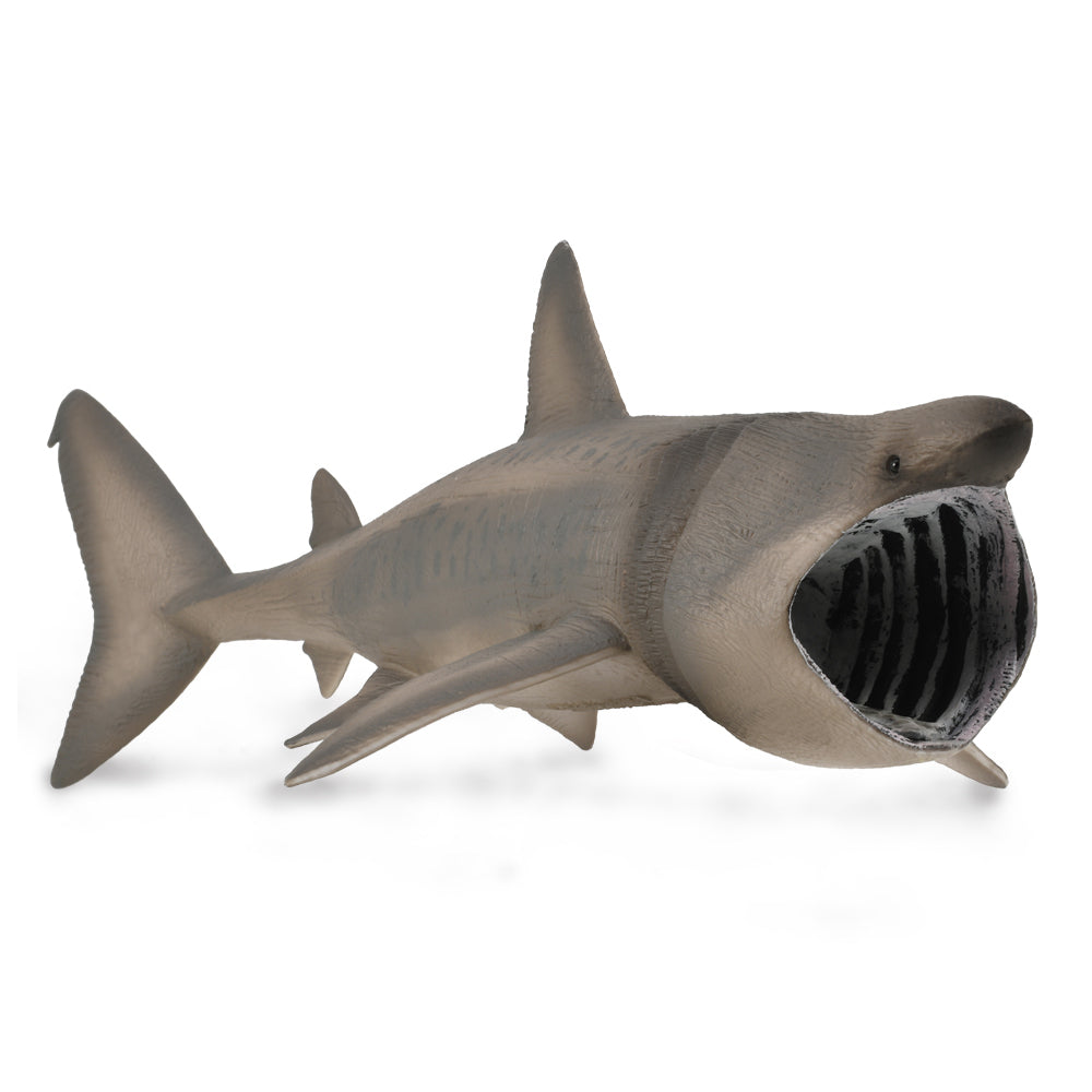 COLLECTA - BASKING SHARK - Toyworld Frankston