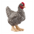 SCHLEICH - PLYMOUTH ROCK CHICKEN