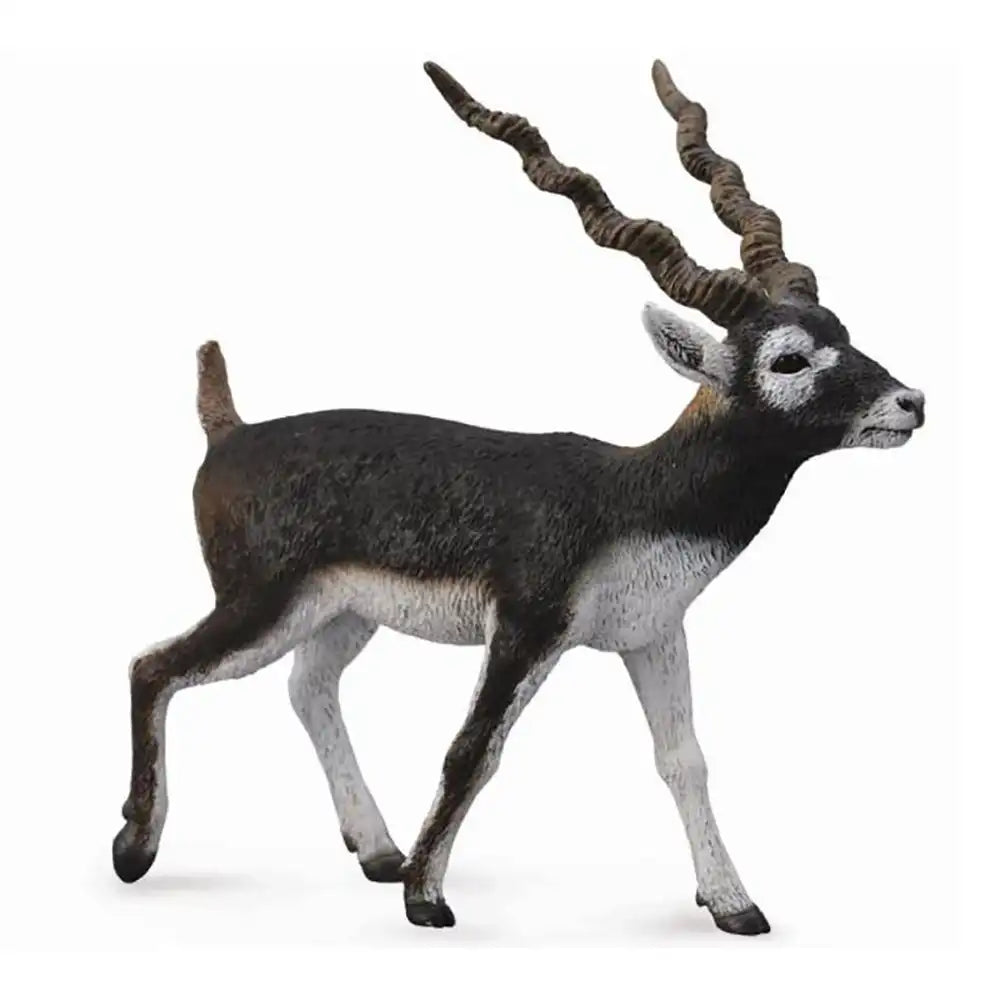 COLLECTA - BLACKBUCK