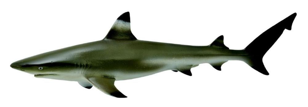 COLLECTA - BLACKTIP REEF SHARK - Toyworld Frankston
