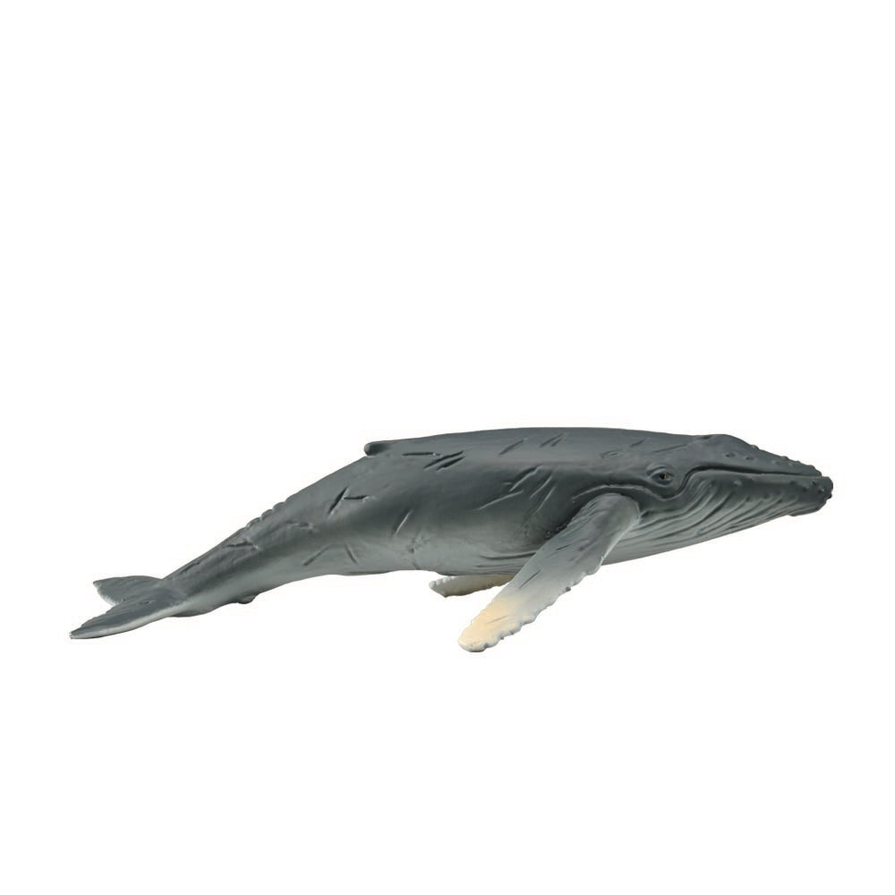 COLLECTA - HUMPBACK WHALE CALF - Toyworld Frankston