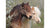 RAVENSBURGER PERFECT PONIES 150PC PUZZLE