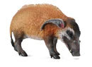 COLLECTA - RED RIVER HOG
