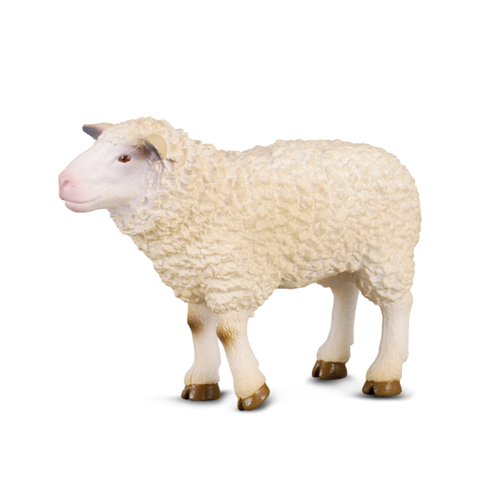 COLLECTA - SHEEP (M) - Toyworld Frankston