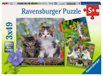 RBURG KITTENS - Toyworld Frankston