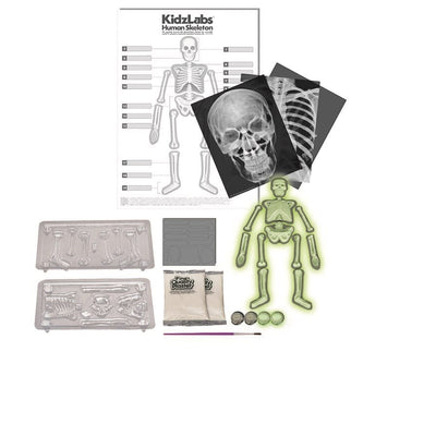 4M KIDZLABS - HUMAN SKELETON - Toyworld Frankston